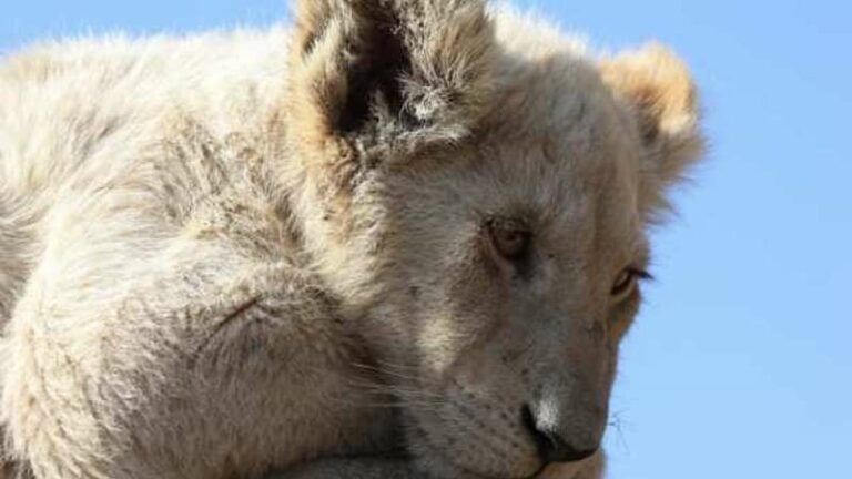 Lion Park and Pretoria Tour